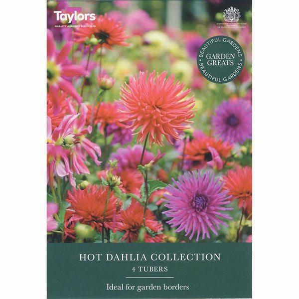 Hot Dahlia Collection (4 Tubers) image 0