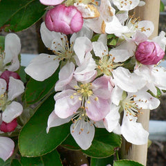 Malus ‘Golden Hornet’ Tree (Crab Apple) (12-Litre Pot) image 0