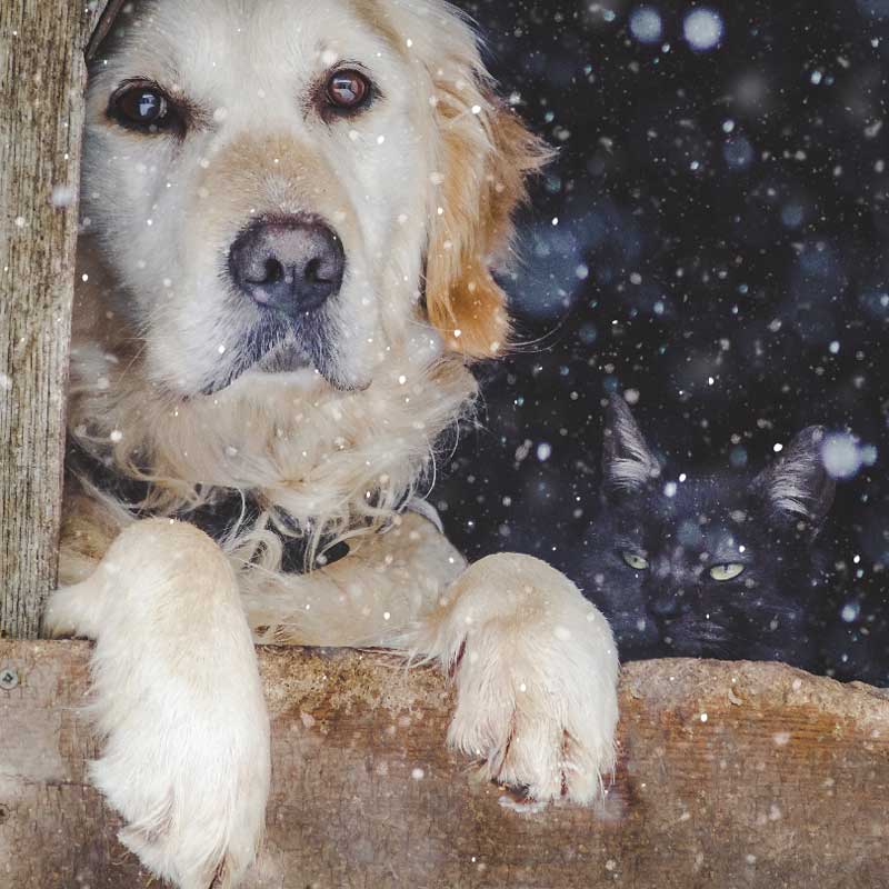 Ling Design Charity Christmas Cards - Looking Out To Snow (Pack of 6) image 0