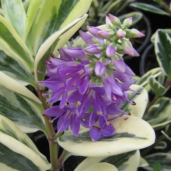 Hebe 'Liz' image 0