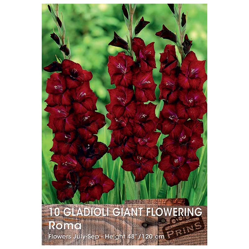 Gladioli Giant Flowering 'Roma' (10 Bulbs) image 0
