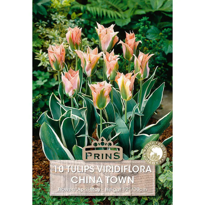 Tulip 'China Town' (10 bulbs) image 0