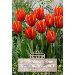 Tulip 'World's Favourite' (10 bulbs) image 0