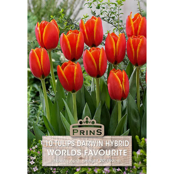 Tulip 'World's Favourite' (10 bulbs) image 0