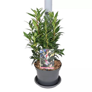 Sarcococca hookeriana 'Winter Gem' (Christmas Box) image 1