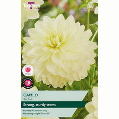 Dahlia ‘Cameo’ with Pale Yellow Flowers (1 Tuber) image 0