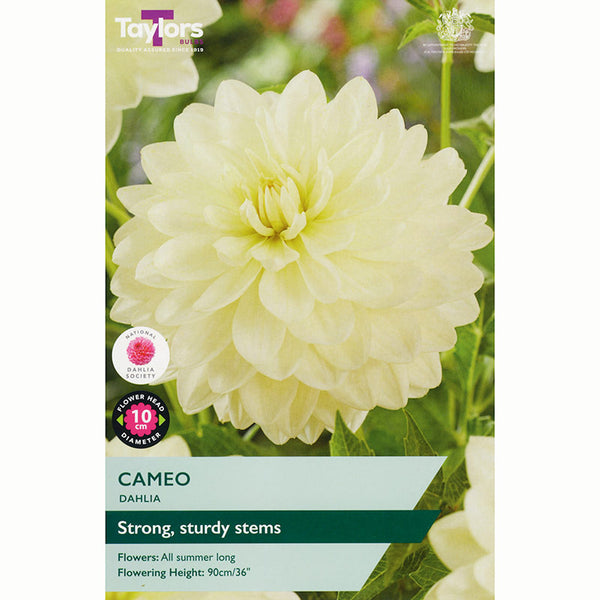 Dahlia ‘Cameo’ with Pale Yellow Flowers (1 Tuber) image 0