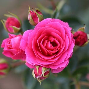 Whartons Roses ‘Starlight Express’ Climbing Rose (4-Litre Pot) image 0