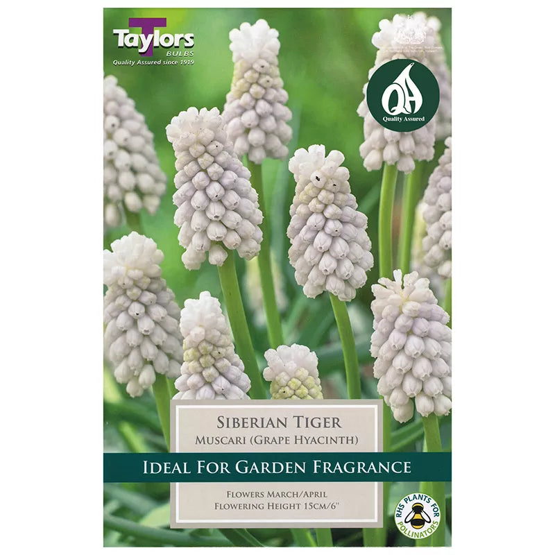 Muscari armeniacum 'Siberian Tiger' (15 bulbs) image 0