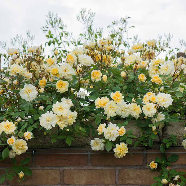 David Austin Malvern Hills® Rambling Rose (6-Litre Pot) image 3