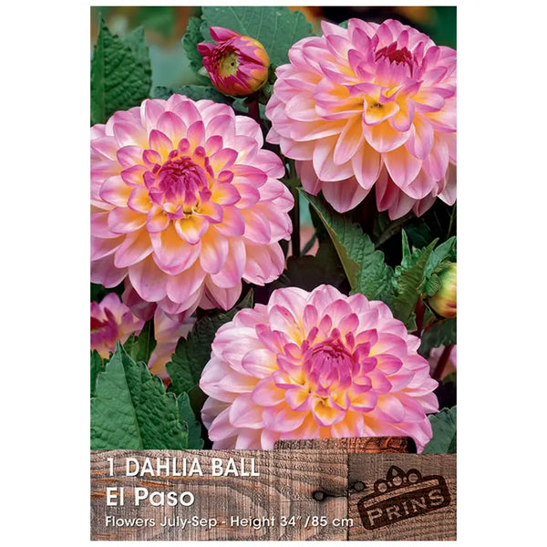 Dahlia Ball 'El Paso' (1 tuber) image 0