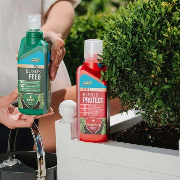 Westland 2-in-1 Feed & Protect Buxus 2 x 500ml image 2