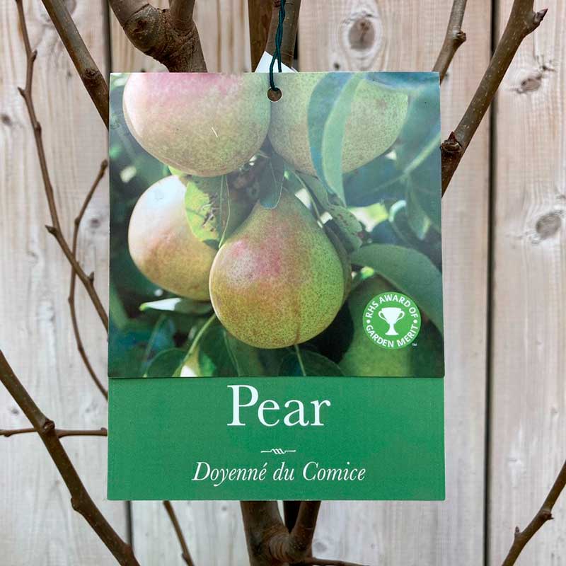'Doyenne Du Comice' Pear Tree (12 Litre Pot) image 0