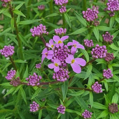 Iberis ‘Mermaid Lavender’ (2-Litre Pot) image 0