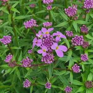 Iberis ‘Mermaid Lavender’ (2-Litre Pot) image 0