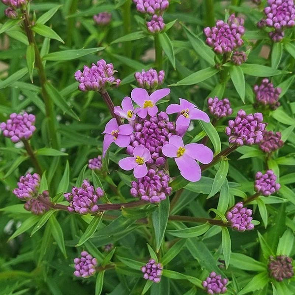 Iberis ‘Mermaid Lavender’ (2-Litre Pot) image 0