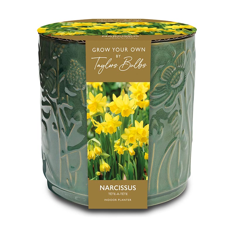 Narcissus ‘Tête-à-tête’ Indoor Planter Set (5 Bulbs) image 0