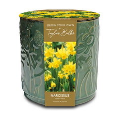 Narcissus ‘Tête-à-tête’ Indoor Planter Set (5 Bulbs) image 0