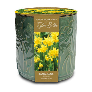 Narcissus ‘Tête-à-tête’ Indoor Planter Set (5 Bulbs) image 0