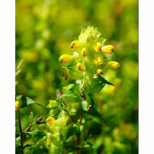 Yellow Rattle Native Wild Flower Seeds (1 Packet) image 0