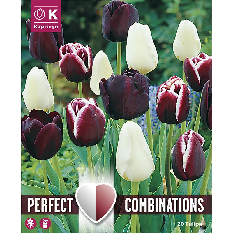 Tulip Triumph 'Black Blend' Combination Mix (20 bulbs) image 0
