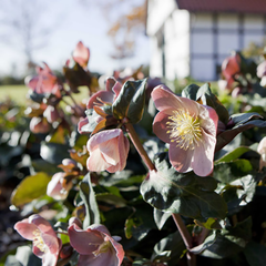Helleborus HGC® 'Maestro' (4.5 litre pot) image 0