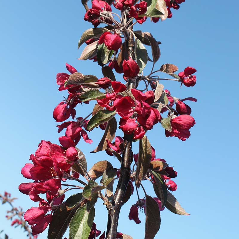 Malus x purpurea ‘Crimson Cascade’ Tree (Purple Crab Apple) (12-Litre Pot) image 0