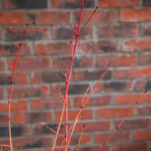 Cornus sanguinea 'Midwinter Fire' (3 litre pot) image 1
