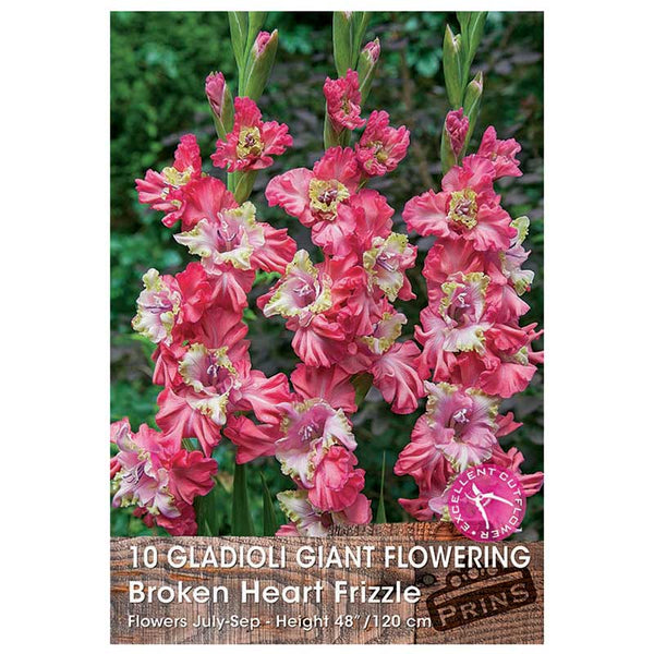Gladioli Giant Flowering 'Broken Heart Frizzle' - 10 bulbs image 0