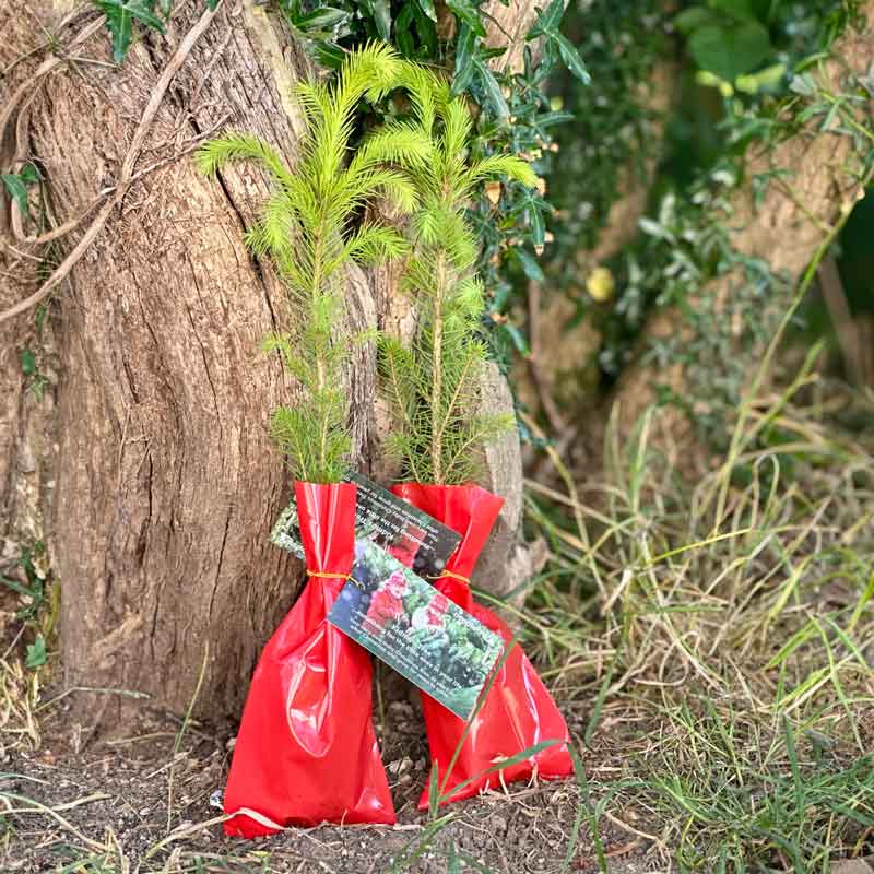 Needlefresh Norway Sapling Kidmas Tree image 0
