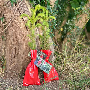 Needlefresh Norway Sapling Kidmas Tree image 0
