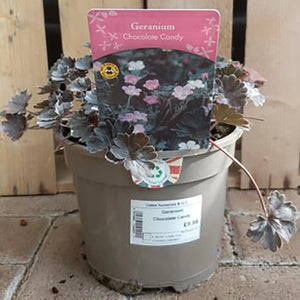 Geranium 'Chocolate Candy' image 1