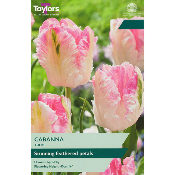 Tulip ‘Cabanna’ (5 bulbs) image 0