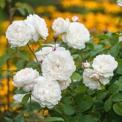 David Austin William and Catherine® English Shrub Rose (6-Litre Pot) image 0