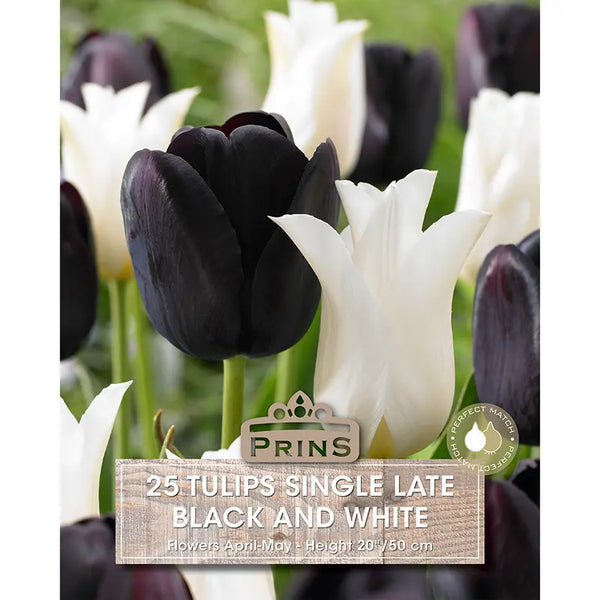 Tulip 'Black And White' (25 bulbs) image 0