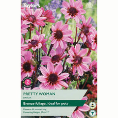 Dahlia ‘Pretty Woman’ with Sugar Pink Flowers (1 Tuber) image 0