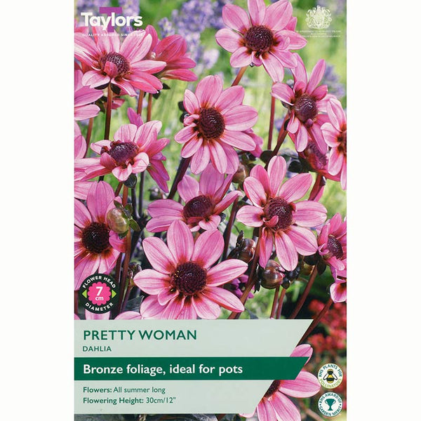 Dahlia ‘Pretty Woman’ with Sugar Pink Flowers (1 Tuber) image 0