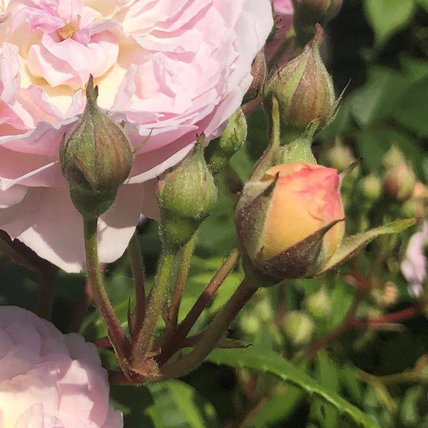 Peter Beales Romantic Siluetta Rambling Rose (4-litre pot) image 2