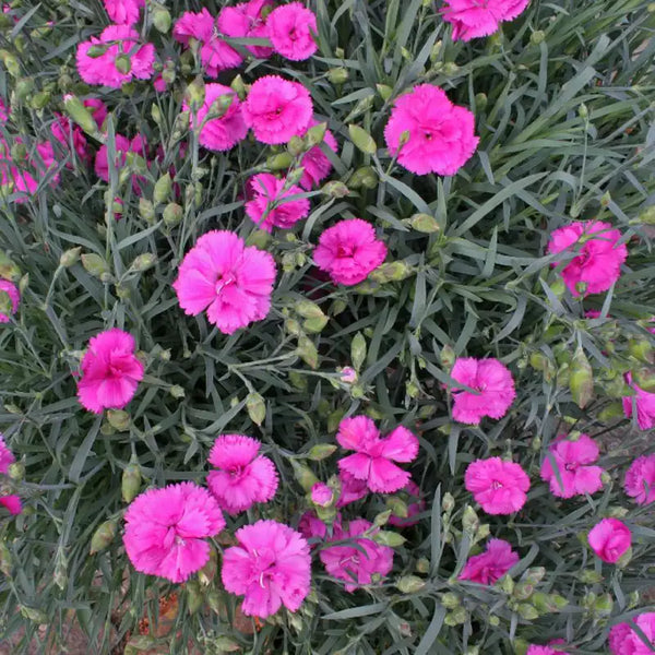 Dianthus 'Tickled Pink' image 2