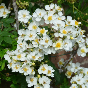 David Austin Rambling Rector® Rambling Rose (6-Litre Pot) image 2