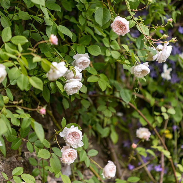 David Austin The Albrighton Rambler® English Rambling Rose (6-Litre Pot) image 2