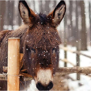 Ling Charity Christmas Cards - Little Donkey (Pack of 6) image 0