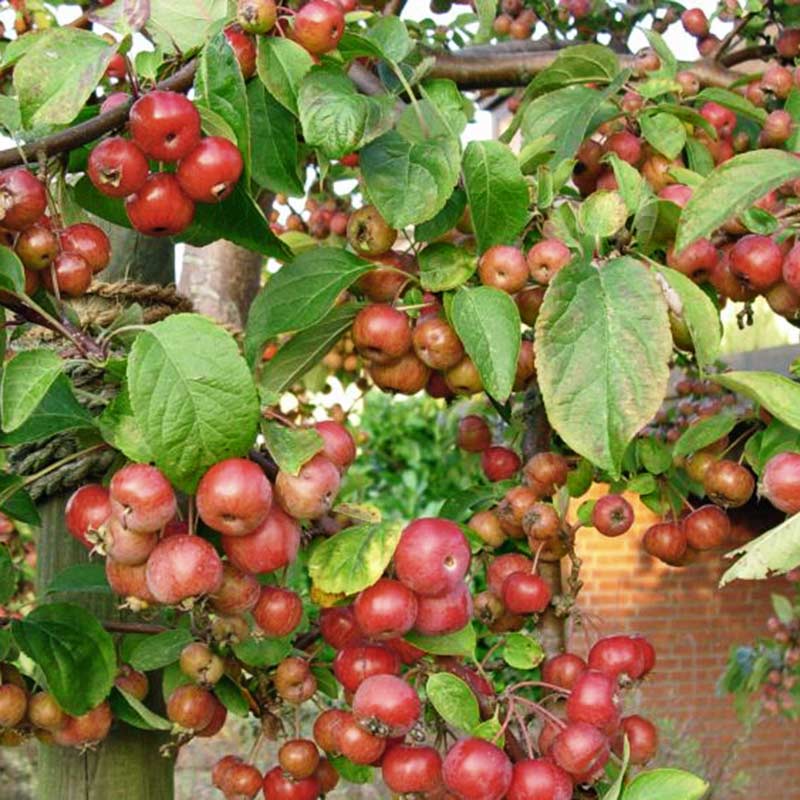 Malus 'Evereste' Tree (Crab Apple) (12-Litre Pot) image 0