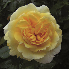 Peter Beales ‘Togmeister’ Shrub Rose (4-Litre Pot) image 0