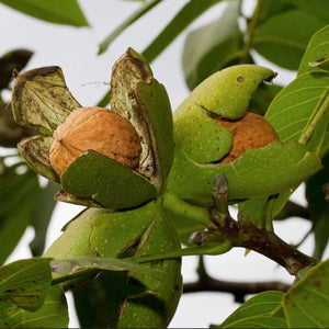 Juglans regia Tree (Common Walnut) (12-Litre Pot) image 0