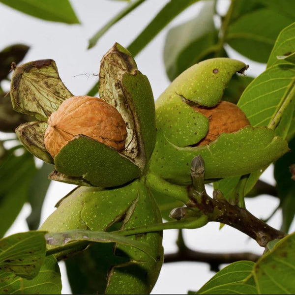 Juglans regia Tree (Common Walnut) (12-Litre Pot) image 0