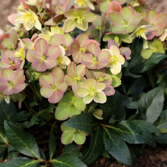 Helleborus 'HGC Marlon' (4.5 litre pot) image 0