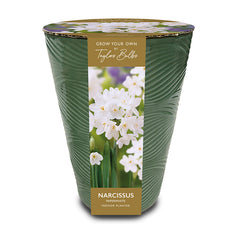 Sage Green Indoor Planter with Narcissus ‘Paperwhite’ (3 Bulbs) image 0