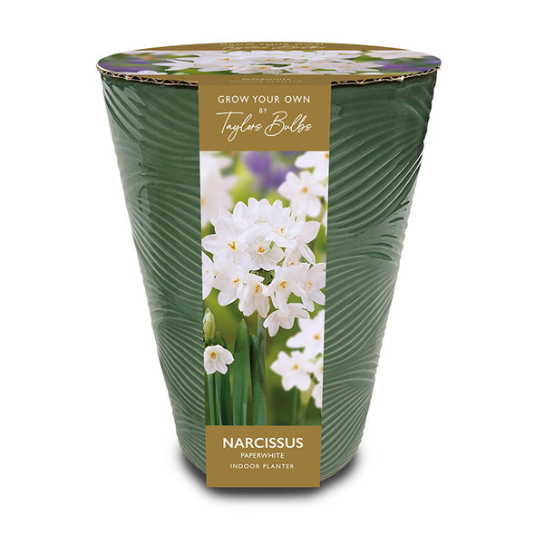 Sage Green Indoor Planter with Narcissus ‘Paperwhite’ (3 Bulbs) image 0