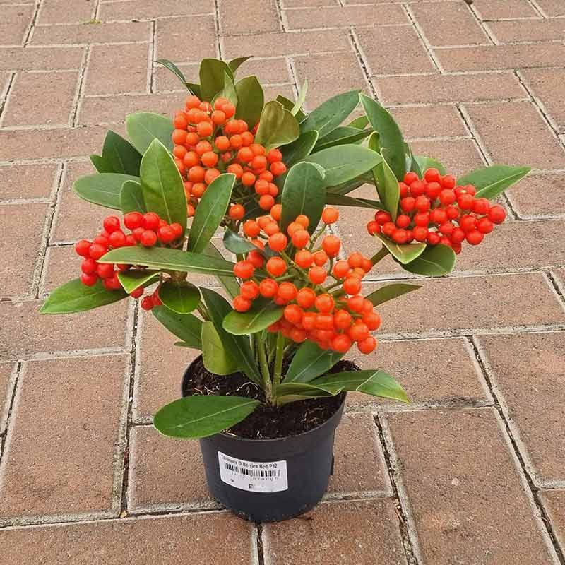 Skimmia japonica ‘O’ Berries Red’ (sf) (12cm Pot) image 0